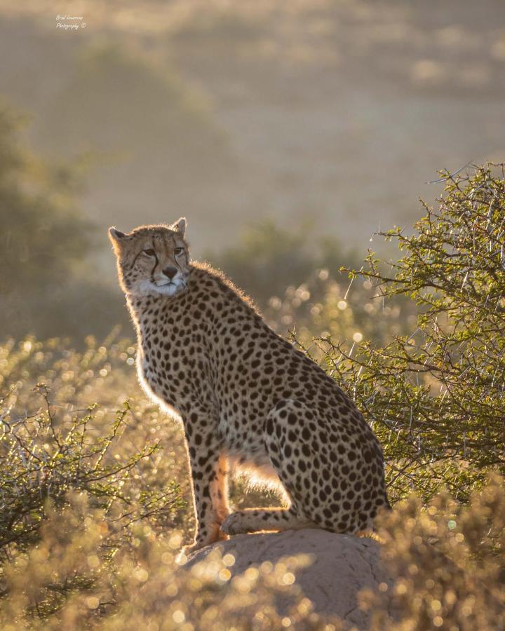 Woodbury Lodge - Amakhala Game Reserve Exteriér fotografie